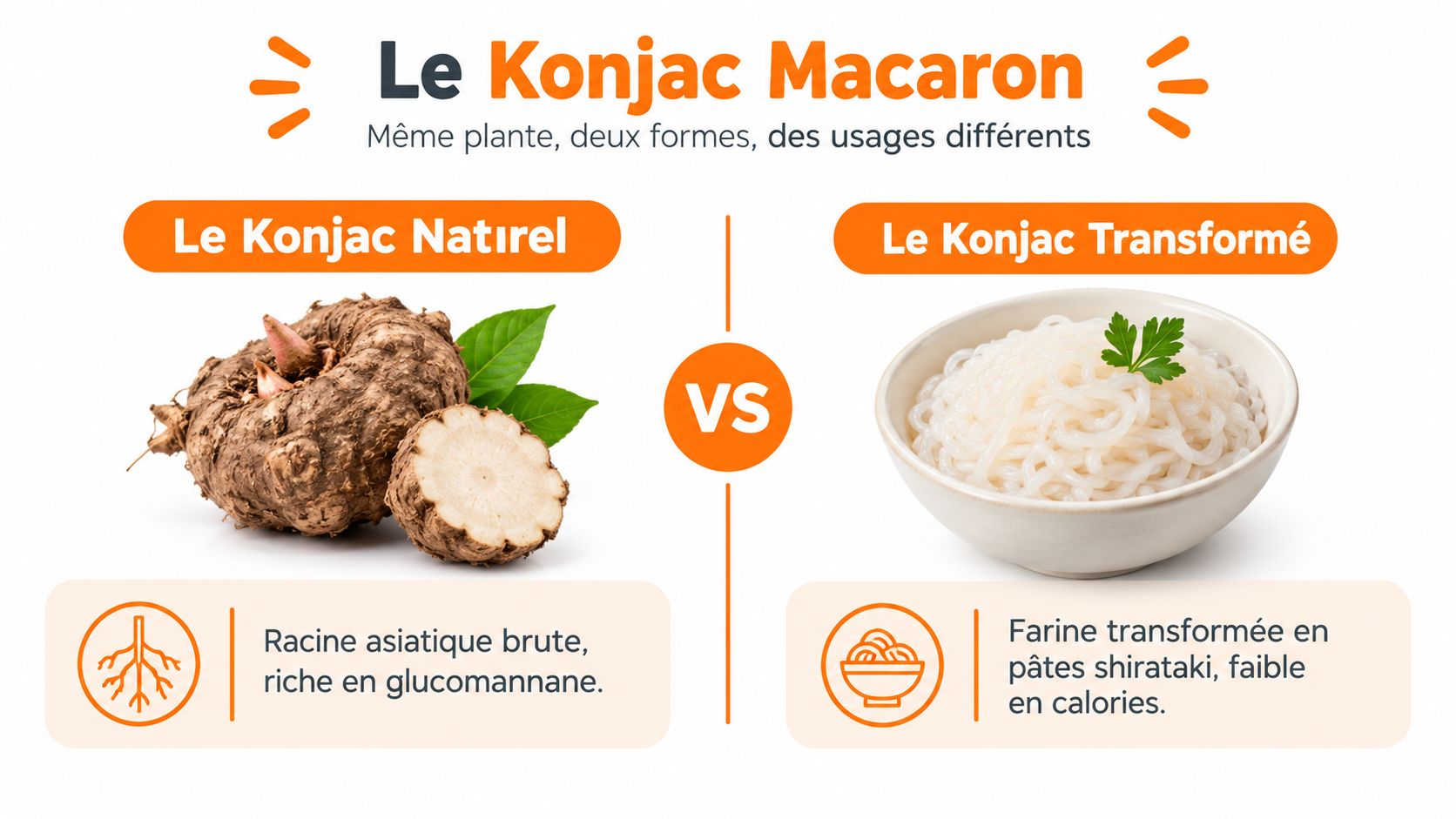 Comparaison entre le konjac naturel en racine et le konjac transformé sous forme de pâtes shirataki.